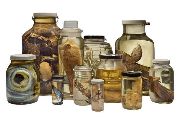 specimen supplier 